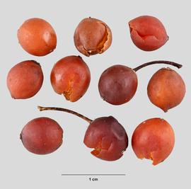   Fruit:   Celtis   laevigata , some with pedicel intact; Photo by M. Maher, USDA APHIS PPQ ITP, imageID.idtools.org
